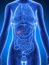 Highlighted female gallbladder