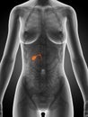 Highlighted female gallbladder