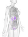 Highlighted female kidney