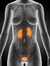 Highlighted female kidney