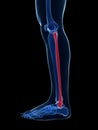Highlighted fibula bone