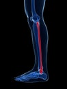 Highlighted fibula bone Royalty Free Stock Photo