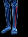 Highlighted fibula bone