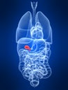 Highlighted gall bladder Royalty Free Stock Photo