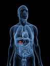 Highlighted gallbladder Royalty Free Stock Photo