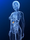 Highlighted gallbladder Royalty Free Stock Photo