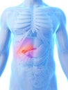 Highlighted gallbladder Royalty Free Stock Photo