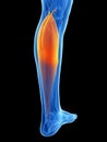 Highlighted gastrocnemius Royalty Free Stock Photo