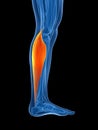 Highlighted gastrocnemius