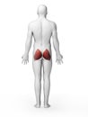 Highlighted gluteus maximus