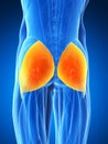 Highlighted gluteus maximus Royalty Free Stock Photo