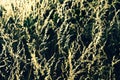 Highlighted grass Royalty Free Stock Photo