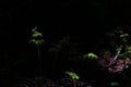 Highlighted green fern leaves in a dark forest