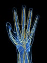 Highlighted human hand nerves Royalty Free Stock Photo