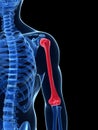 Highlighted humerus bone