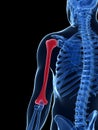 Highlighted humerus bone