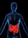 Highlighted intestine