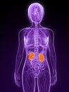 Highlighted kidneys Royalty Free Stock Photo