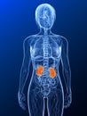 Highlighted kidneys Royalty Free Stock Photo