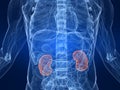 Highlighted kidneys Royalty Free Stock Photo