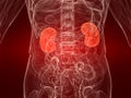 Highlighted kidneys Royalty Free Stock Photo