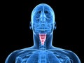 Highlighted larynx