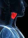 Highlighted larynx anatomy Royalty Free Stock Photo