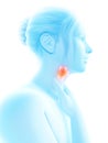 Highlighted larynx Royalty Free Stock Photo