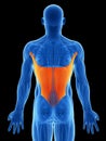 Highlighted latissimus