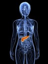 Highlighted liver Royalty Free Stock Photo