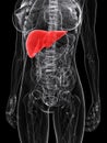 Highlighted liver Royalty Free Stock Photo