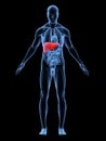 Highlighted liver