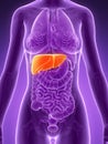 Highlighted liver Royalty Free Stock Photo