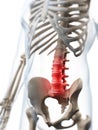 Highlighted lumbar spine