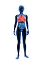 Highlighted lung Royalty Free Stock Photo