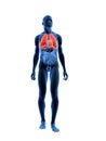 Highlighted lung Royalty Free Stock Photo