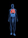 Highlighted lung Royalty Free Stock Photo