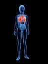 Highlighted lung Royalty Free Stock Photo