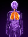 Highlighted lung Royalty Free Stock Photo