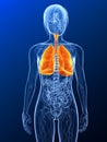 Highlighted lung Royalty Free Stock Photo