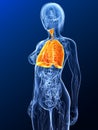 Highlighted lung Royalty Free Stock Photo