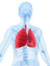 Highlighted lung Royalty Free Stock Photo