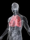 Highlighted lung Royalty Free Stock Photo