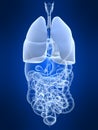 Highlighted lung Royalty Free Stock Photo