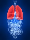 Highlighted lung Royalty Free Stock Photo