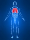 Highlighted lung Royalty Free Stock Photo