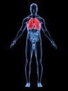 Highlighted lung Royalty Free Stock Photo