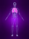 Highlighted lung Royalty Free Stock Photo