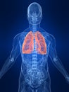 Highlighted lung Royalty Free Stock Photo