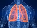 Highlighted lung Royalty Free Stock Photo